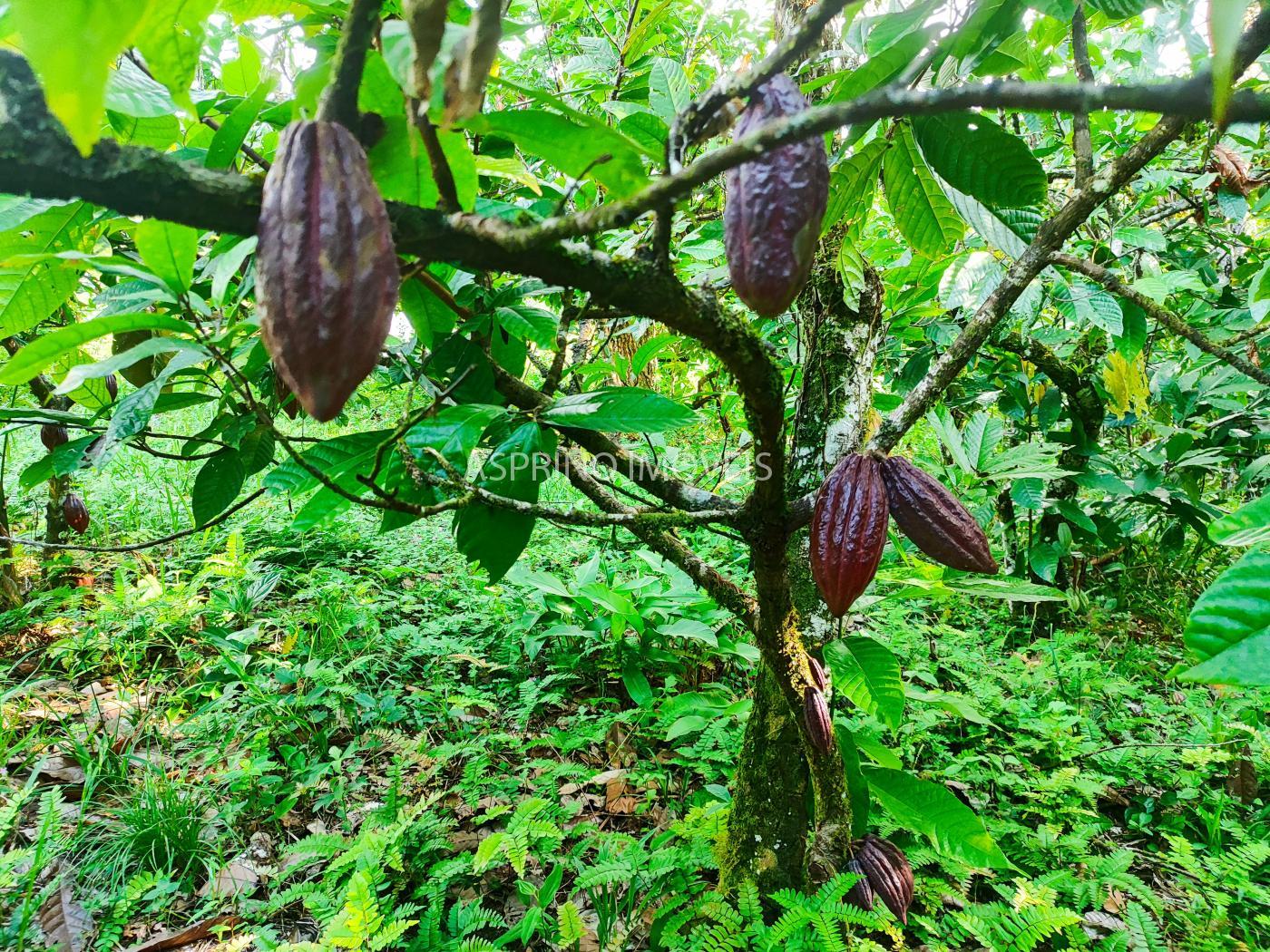 Chácara à venda, 37m² - Foto 8